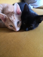 How it started vs How it's going - the kitten to cat version