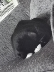 To loathe the cat with a passion?