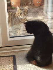 Thug cat part 3.  Unbidden guests are often welcomest when they are gone.