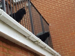 Thug cat part 3.  Unbidden guests are often welcomest when they are gone.