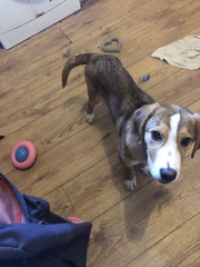 My new puppy!