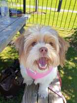 Very worried about dog who seems to have fallen ill rapidly.