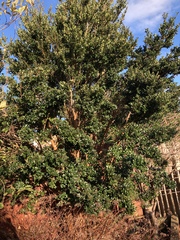 Small tree/big shrub id please