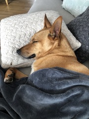 aibu to not understand why dog owners let their dogs sleep with them in bed?