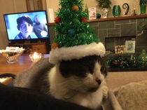 What's your DCat up to today? (Thread 8)