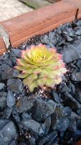 Planting ideas for troughs