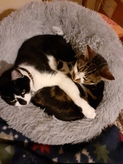 Do your cats have a cat bed?