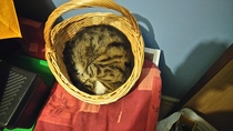 Anyone on here have a Bengal cat ?