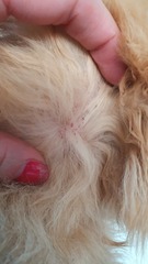Cat scabs around neck