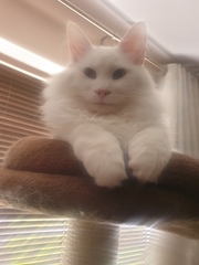 dreaming about getting a cat, is it really as difficult as it's made out to be?