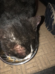 What to do with poor battered stray cat friend