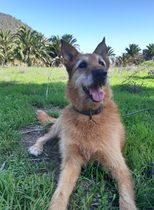 Adopting an old boy - am I crazy?