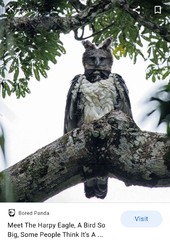 I think this is the most disturbing bird ever