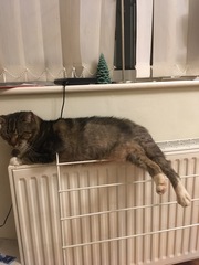 Cat chat thread we've lost count