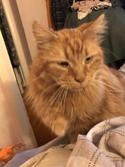 Cat chat thread we've lost count