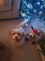 Very worried about dog who seems to have fallen ill rapidly.