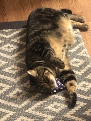 What's your DCat up to today? (Thread 8)