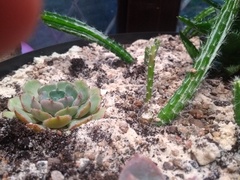 Cactus seedling help
