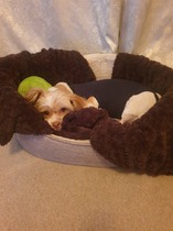 Very worried about dog who seems to have fallen ill rapidly.