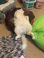 Breeds similar to Siamese (but not as needy!)