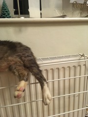 Cat chat thread we've lost count