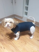 Very worried about dog who seems to have fallen ill rapidly.