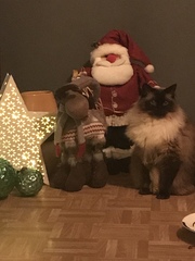 Xmas photo time