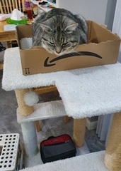 Show me your cat tree please!