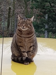 Thug cat part 3.  Unbidden guests are often welcomest when they are gone.