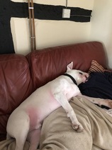 Dog on sofa - yes or no vote
