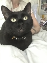 A black cat just crossed my path...