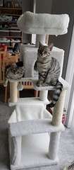 Show me your cat tree please!