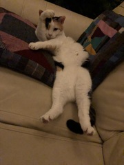 Have you ever seen a cosier cat?