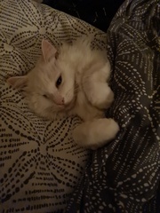 Have you ever seen a cosier cat?