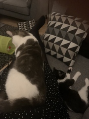 Resident cat showing aggression to a new kitten..