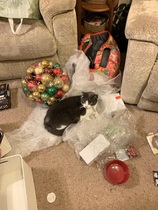 What's your DCat up to today? (Thread 8)