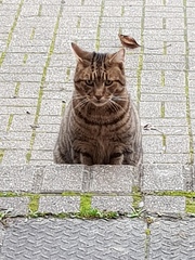 Thug cat part 3.  Unbidden guests are often welcomest when they are gone.