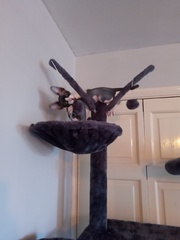 Show me your cat tree please!