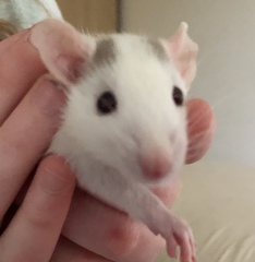 My DD being bullied.  Going to get hamster.  Advice please!
