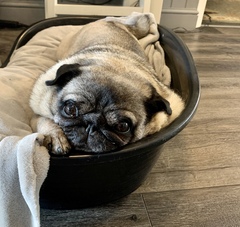 Advice please re vomiting dog