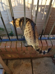 Thug cat part 3.  Unbidden guests are often welcomest when they are gone.