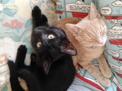 A black cat just crossed my path...