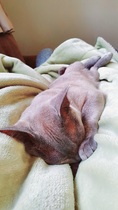 Have you ever seen a cosier cat?
