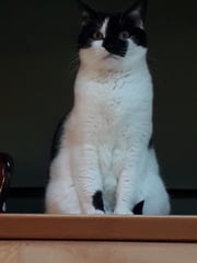 What's your DCat up to today? (Thread 8)