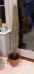 Cactus questions.