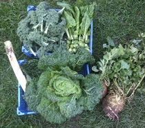 Allotment/Veg Patch Thread 16  Weather weirdness prevails !