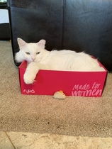Have you ever seen a cosier cat?
