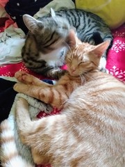 Resident cat showing aggression to a new kitten..