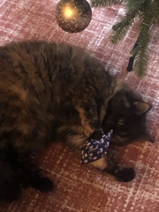 What's your DCat up to today? (Thread 8)
