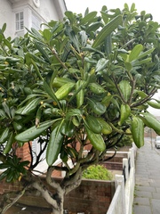 Can anyone identify this tree?